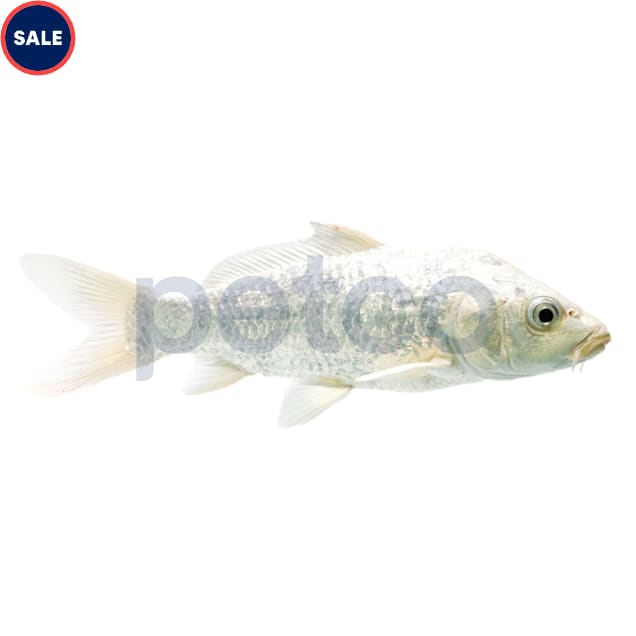 Platinum Ogon Koi (Cyprinus carpio) - Large - Carousel image #1