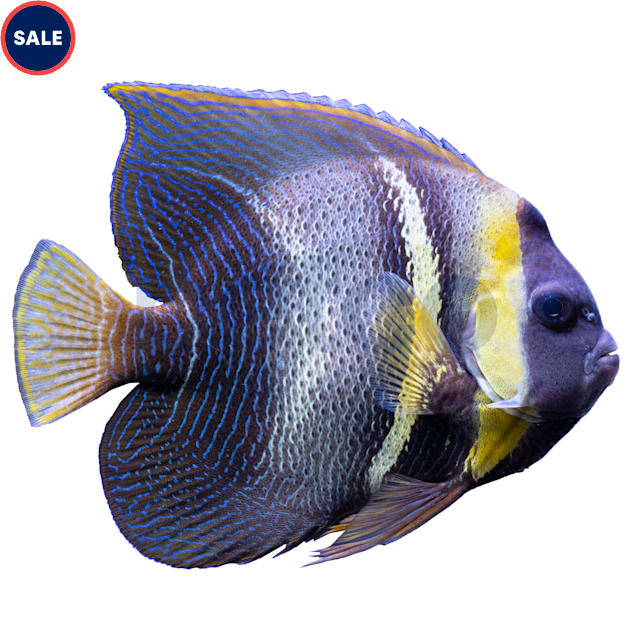 Cortez Angelfish, Sub-Adult (Pomacanthus zonipectus) - Carousel image #1