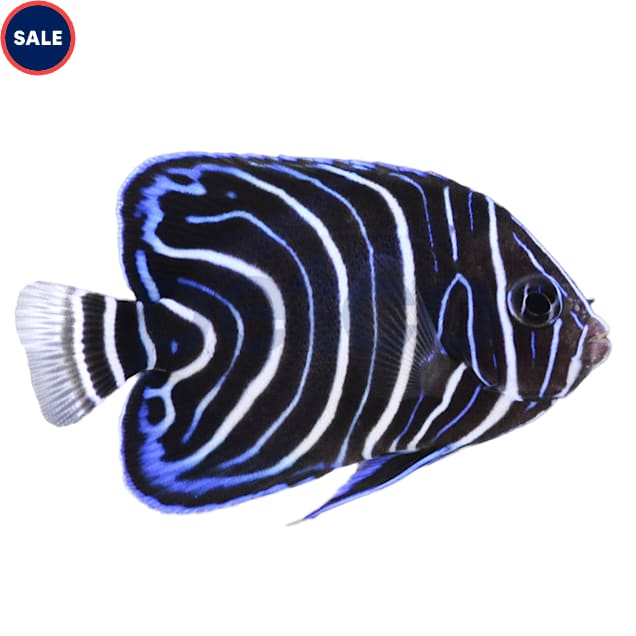 Koran Angelfish, Juvenile (Pomacanthus semicirculatus) - Small - Carousel image #1