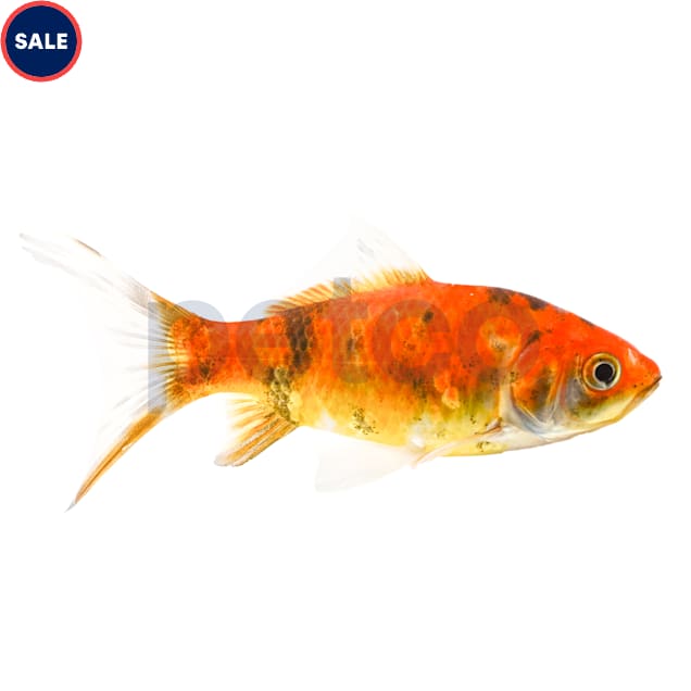 Yamabuki Ogon Koi (Cyprinus carpio) - Carousel image #1