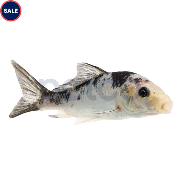 Black & White Koi (Cyprinus carpio) - Carousel image #1