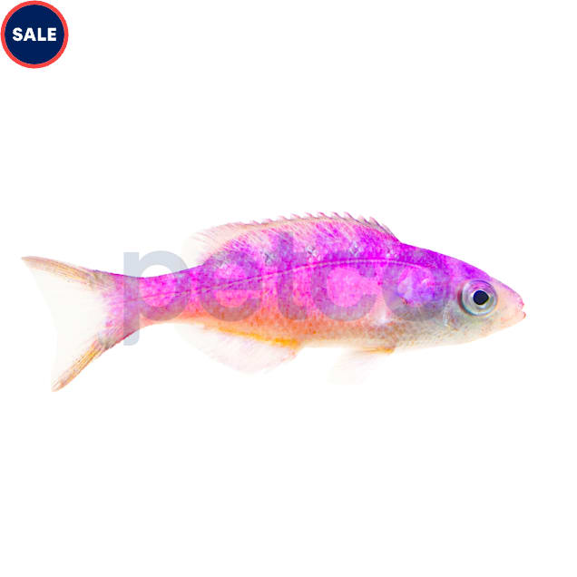 Blue Diamond Creole Wrasse (Clepticus parrae) - Carousel image #1