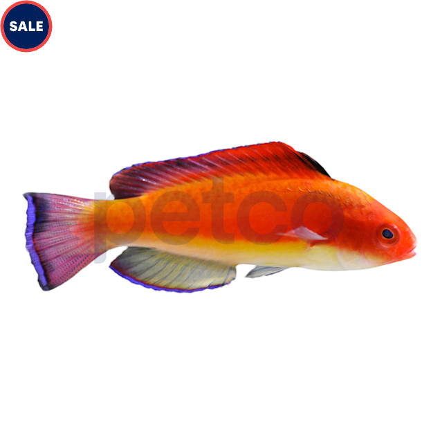 Petco saltwater shop fish sale