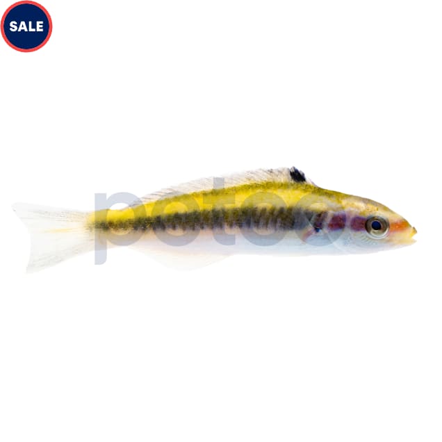 Bluehead Wrasse, Juvenile (Thalassoma bifasciatum) - Small - Carousel image #1