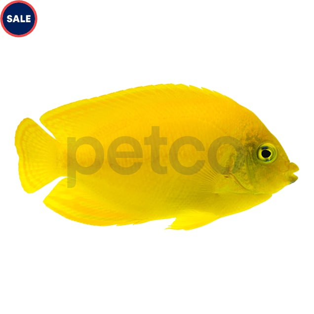 Yellow Angelfish (Centropyge heraldi) - Carousel image #1