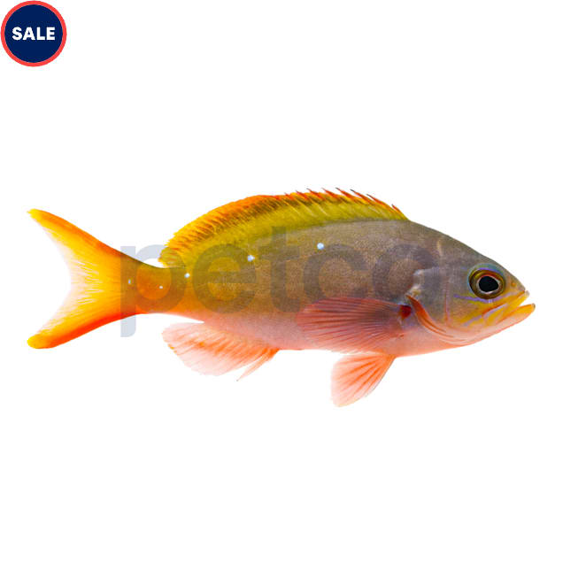 Creole Anthias (Paranthias colonus) - Carousel image #1