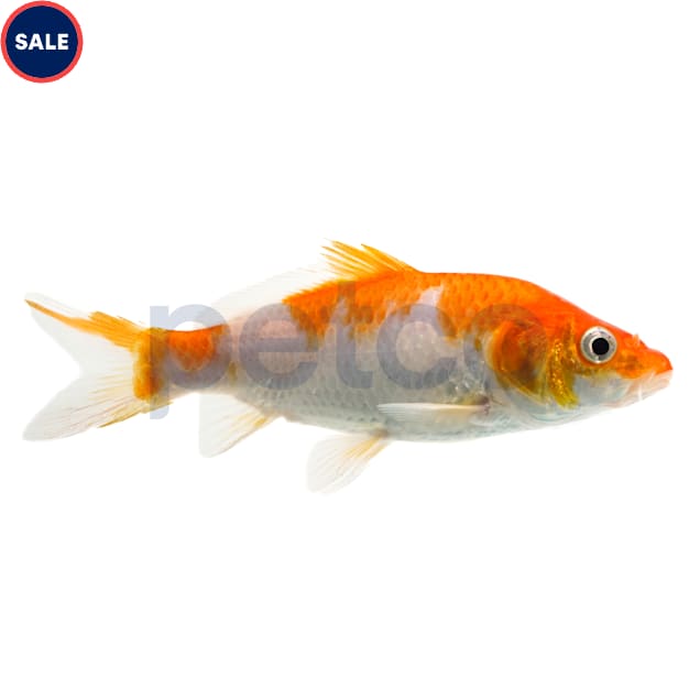 Kohaku Koi (Cyprinus carpio) - Large - Carousel image #1