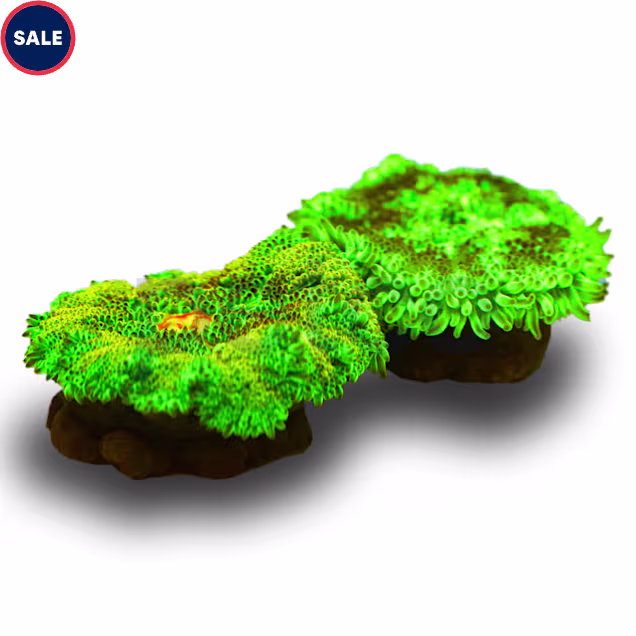 Mini Carpet Anemone (Stichodactyla tapetum) - Carousel image #1