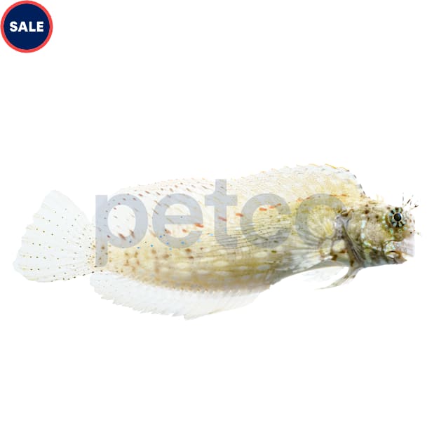 Sailfin Algae Blenny (Salarias fasciatus) - Medium - Carousel image #1