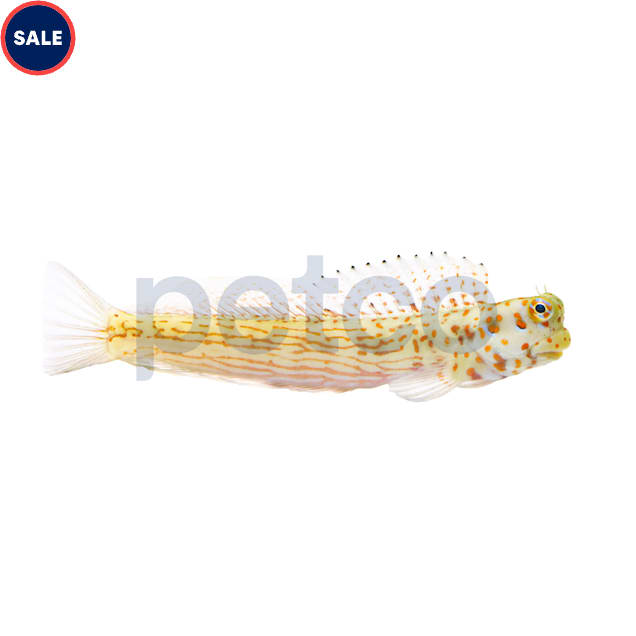 Orange Spotted Blenny (Blenniella chrysospilos) - Carousel image #1