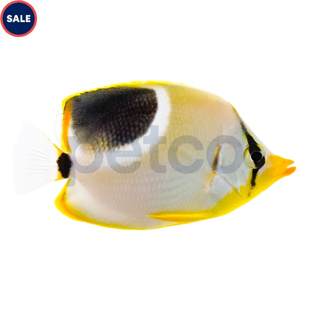 Saddleback Butterfly (Chaetodon ephippium) - Carousel image #1