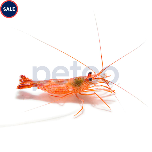 Junda Lin's Peppermint Shrimp For Sale Petco