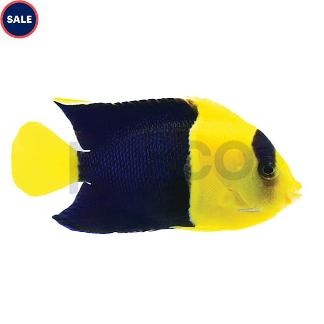 Bicolor Angelfish Centropyge bicolor Petco