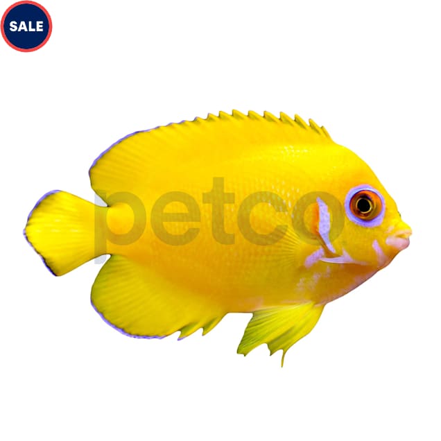 Lemon Peel Angelfish Centropyge flavissimus