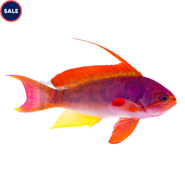 Anthias fish care on sale