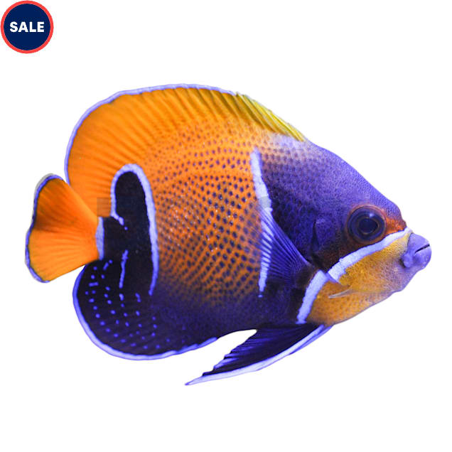 Majestic angelfish care hotsell