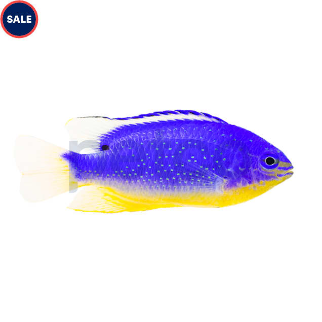 Fiji Blue Devil Damsel (Chrysiptera taupou) - Carousel image #1