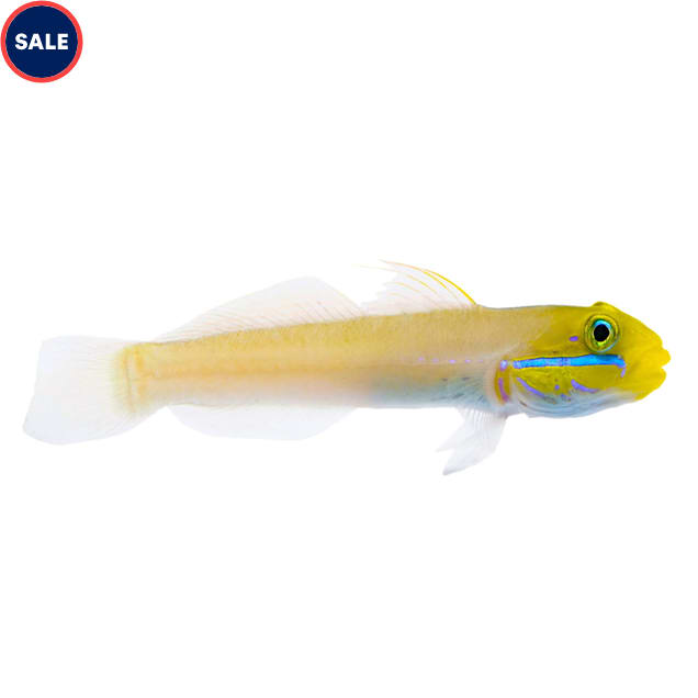 Golden Head Sleeper Goby (Valenciennea strigata) - Small - Carousel image #1