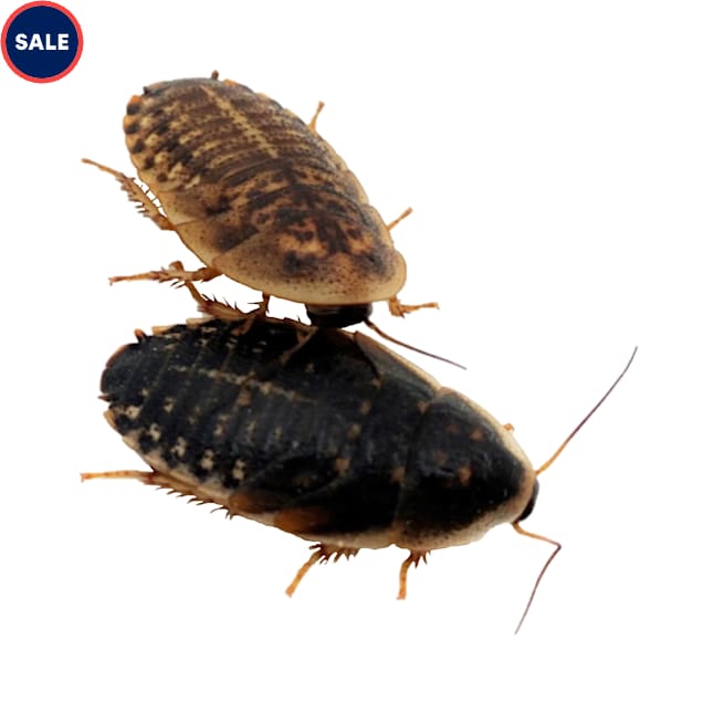 Bulk Dubia Cockroaches (Blaptica dubia) - 1000ct - Carousel image #1