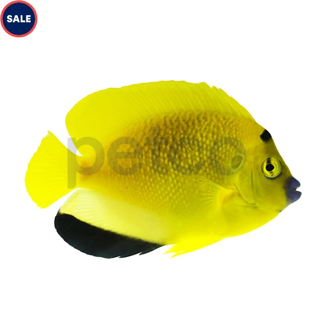 Flagfin Angelfish (Apolemichthys trimaculatus) - Carousel image #1