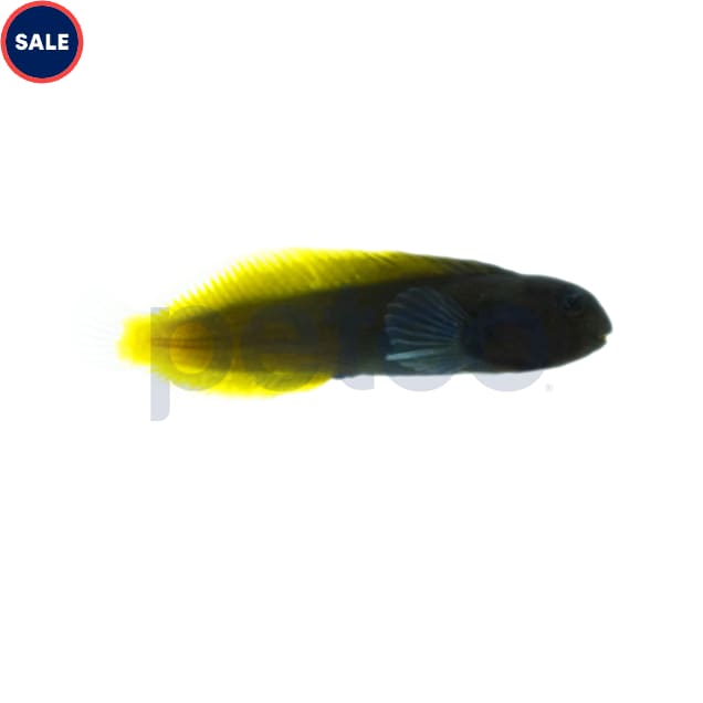 Flametail Blenny (Enchelyurus flavipes) - Carousel image #1