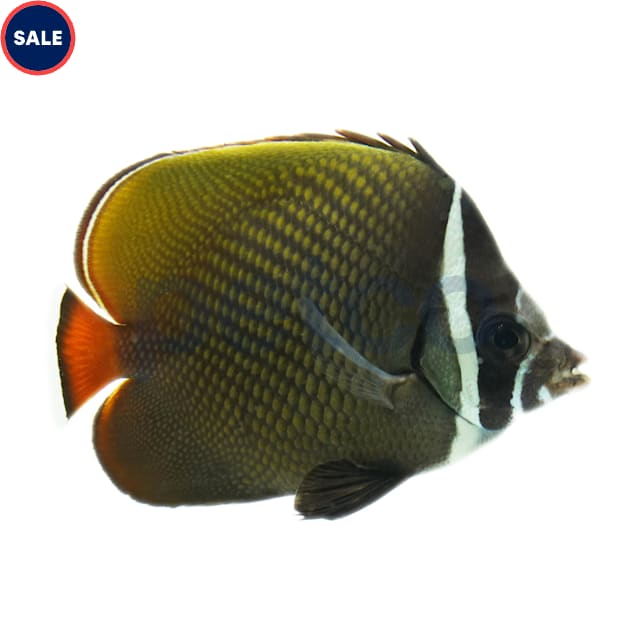 Redtail Butterflyfish (Chaetodon collare), Medium - Carousel image #1