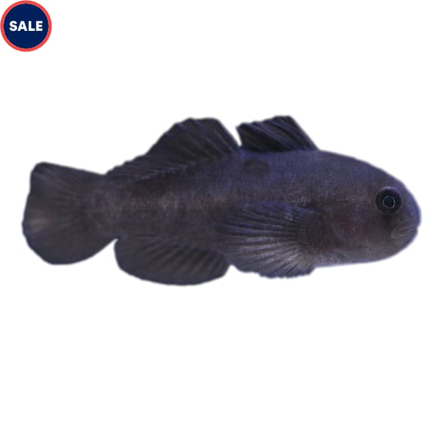 Black Clown Goby (Gobiodon sp.), Small - Carousel image #1