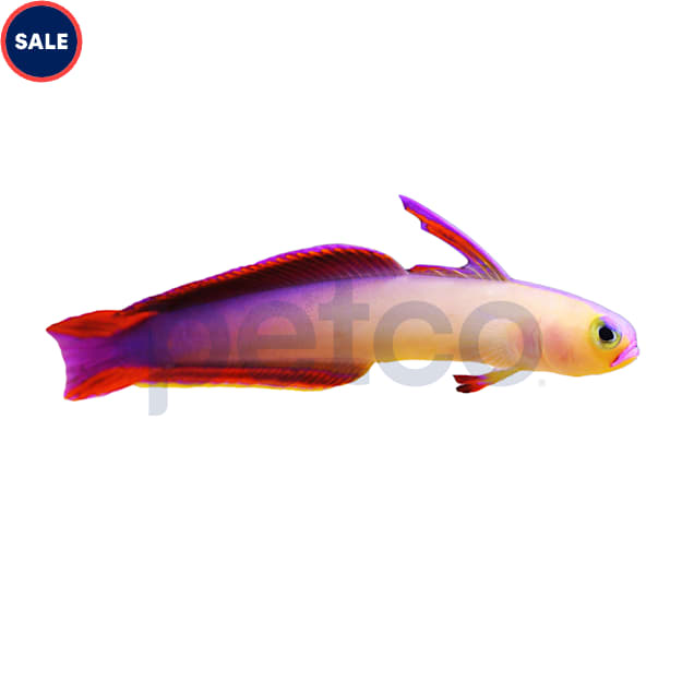 Purple Firefish - Carousel image #1