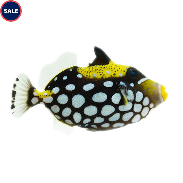 Clown Triggerfish - Carousel image #1