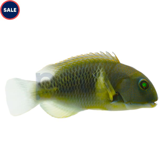Anchor Tusk Wrasse (Choerodon anchorago), Small - Carousel image #1