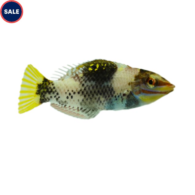 Marble Wrasse (Halichoeres hortulanus), Small - Carousel image #1