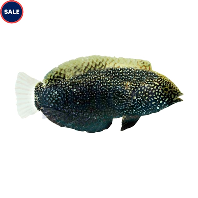 Black Leopard Wrasse (Macropharyngodon negrosensis), Small - Carousel image #1