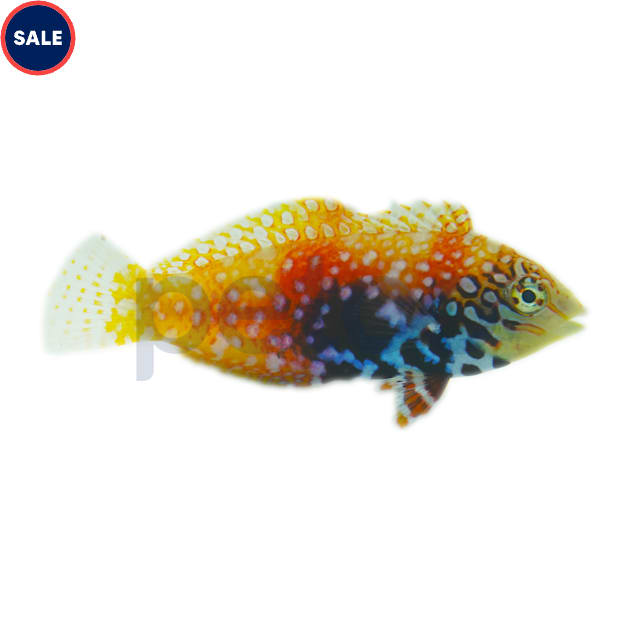 Female Blue Star Leopard Wrasse (Macropharyngodon bipartitus), Small - Carousel image #1