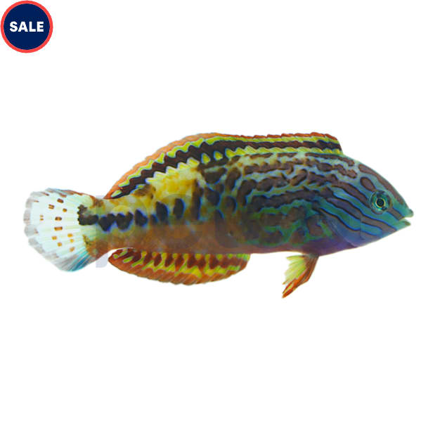 Male Blue Star Leopard Wrasse (Macropharyngodon bipartitus) - Carousel image #1