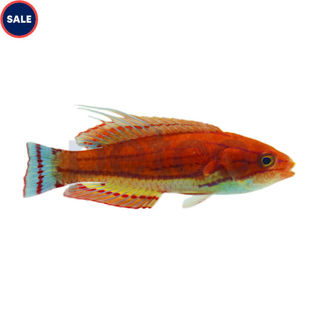 Carpenter's Wrasse (Paracheilinus carpenteri) - Carousel image #1