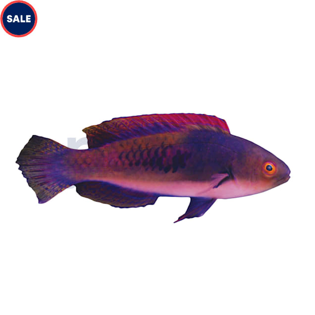 Blueside Fairy Wrasse (Cirrhilabrus cyanopleura) - Carousel image #1