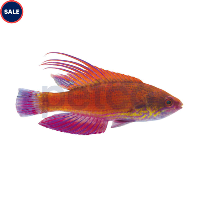Line-Spot Flasher Wrasse (Paracheilinus lineopunctatus) - Carousel image #1