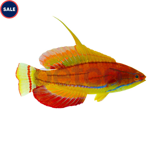 McCosker's Flasher Wrasse (Paracheilinus mccoskeri) - Carousel image #1