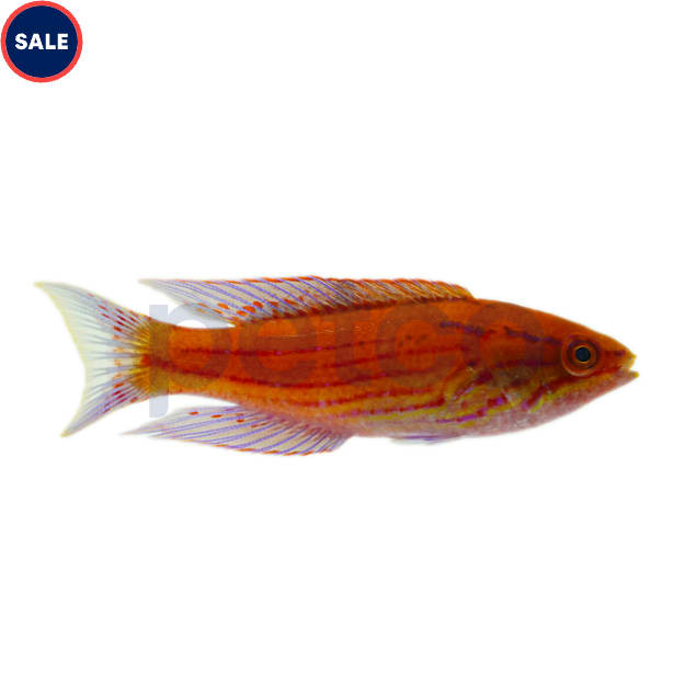 Royal Flasher Wrasse (Paracheilinus angulatus) - Carousel image #1