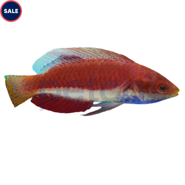 Blue Throat Sailfin Fairy Wrasse (Cirrhilabrus cyanogularis) - Carousel image #1