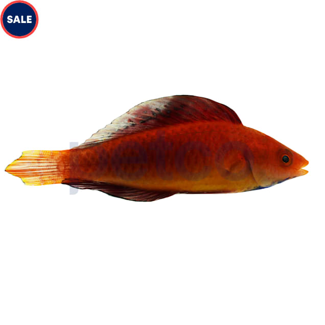Redfin Fairy Wrasse (Cirrhilabrus rubripinnis) - Carousel image #1
