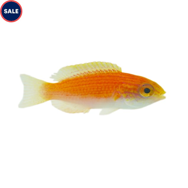 Lunate Fairy Wrasse (Cirrhilabrus lunatus), Small - Carousel image #1