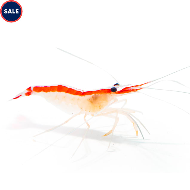 Skunk Cleaner Shrimp (Lysmata ambioinensis), 2" L, Large, Pack of 5 - Carousel image #1