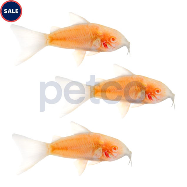 Albino Cory Catfish, Pack of 3 - Carousel image #1