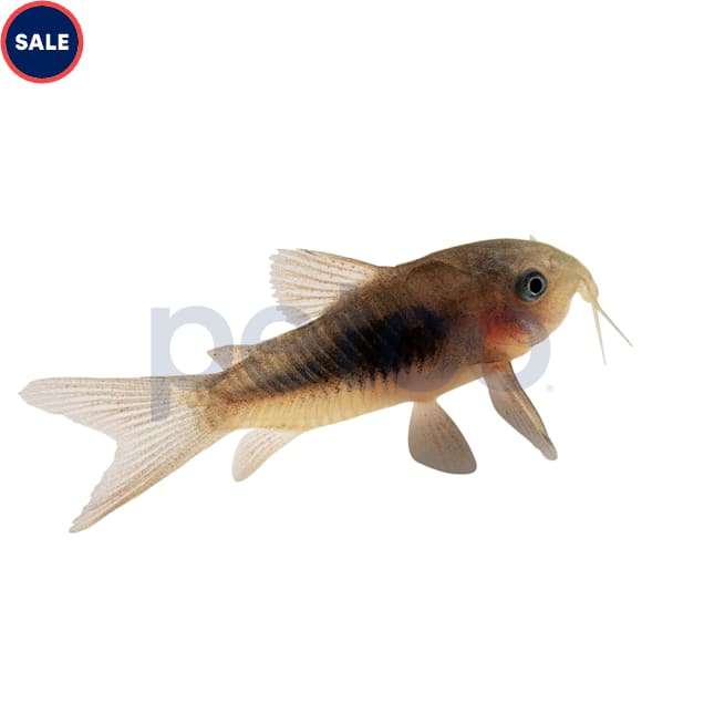 Bronze Cory Catfish Trio for Freshwater Aquariums