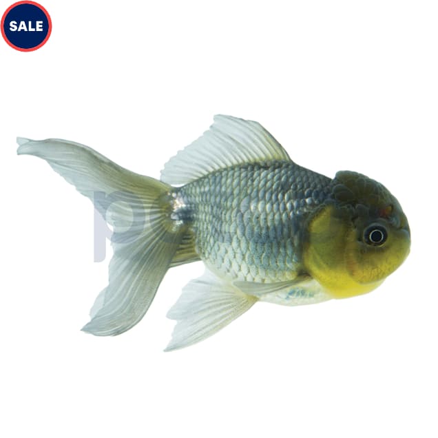 Blue Oranda Goldfish (Carassius auratus) - Carousel image #1