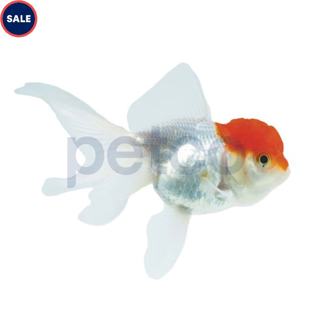 Red Cap Oranda Goldfish (Carassius auratus) - Large - Carousel image #1