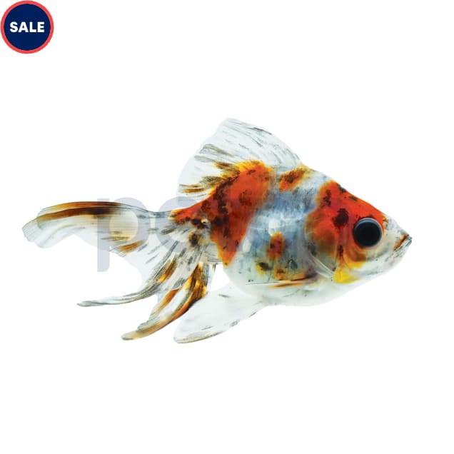 Calico Ryukin Goldfish (Carassius auratus) - Large - Carousel image #1