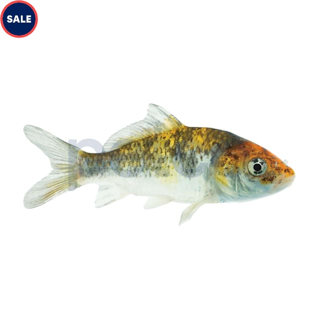 Utsuri Koi (Cyprinus carpio) - Carousel image #1