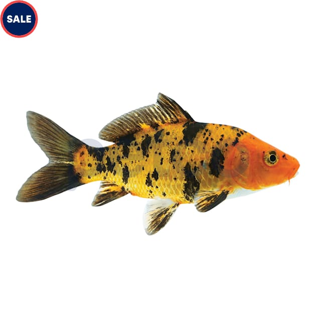 Black & Red Koi (Cyprinus carpio) - Large - Carousel image #1